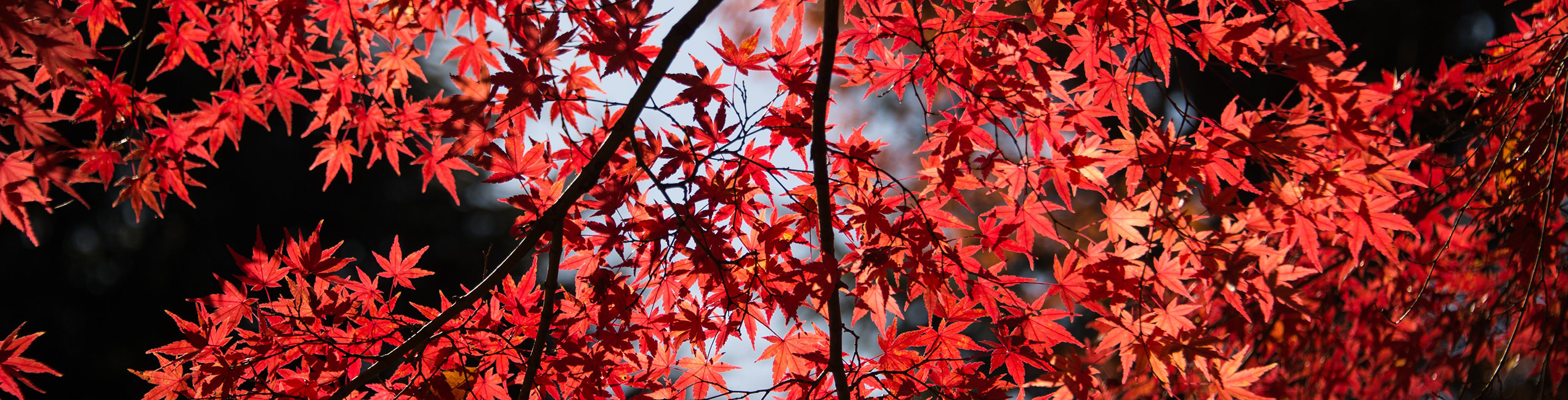 Branches of a tree with red leaves